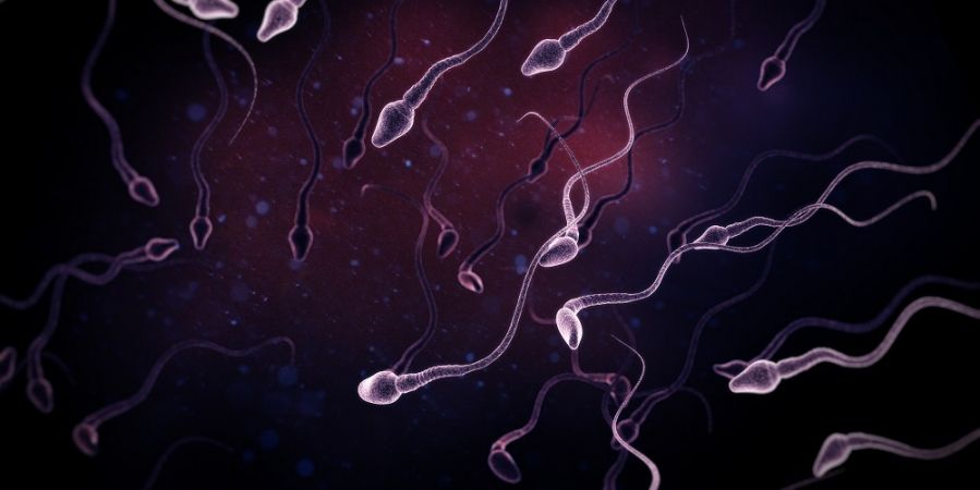 sperma.jpg