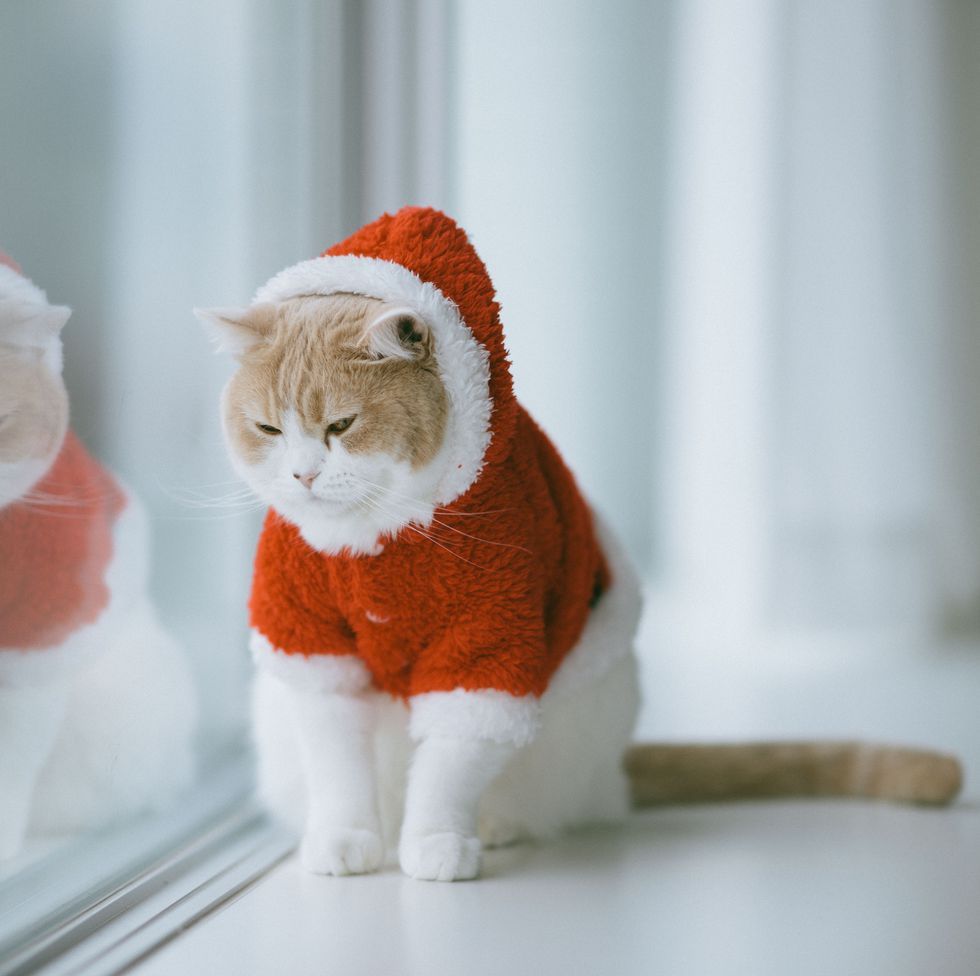 kerstkat.jpg