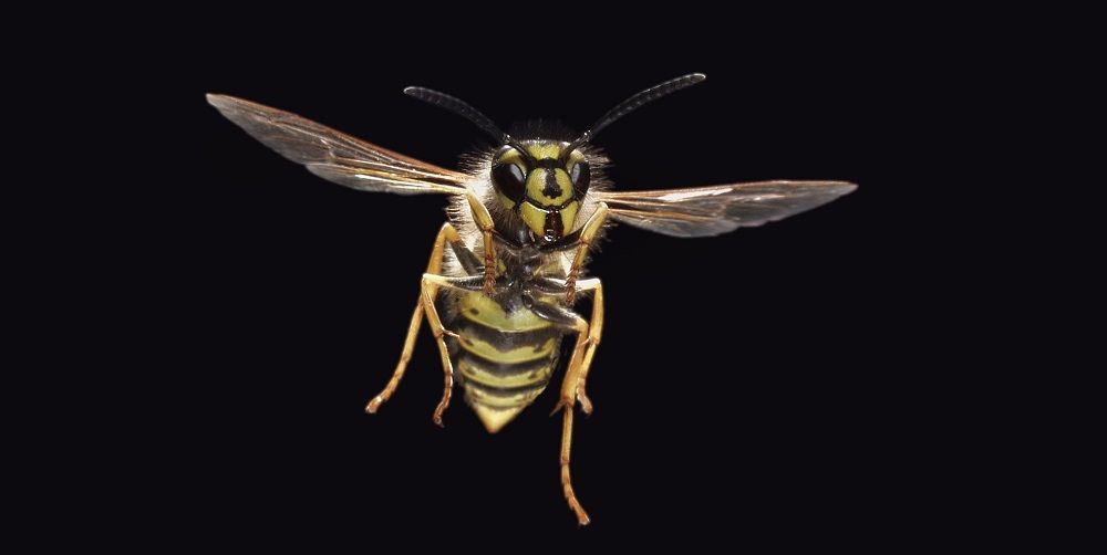 Hoe weet je of je allergisch bent voor wespen?