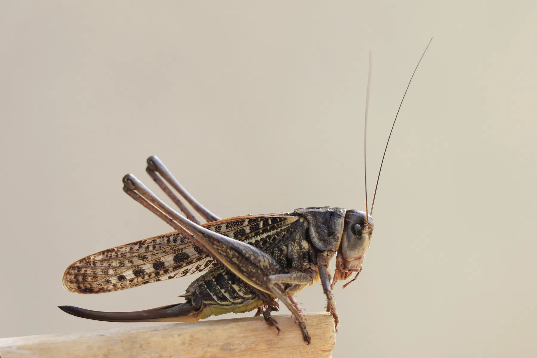 Durf jij het aan: deze insecten zitten bomvol proteïne